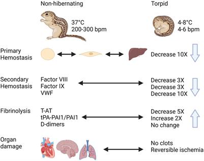 Hibernation and hemostasis